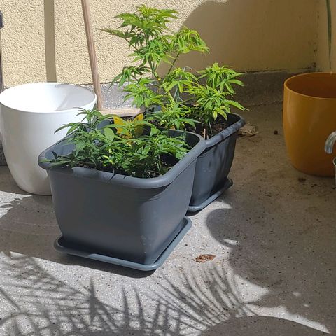 Royal Critical  growlog timeline photo