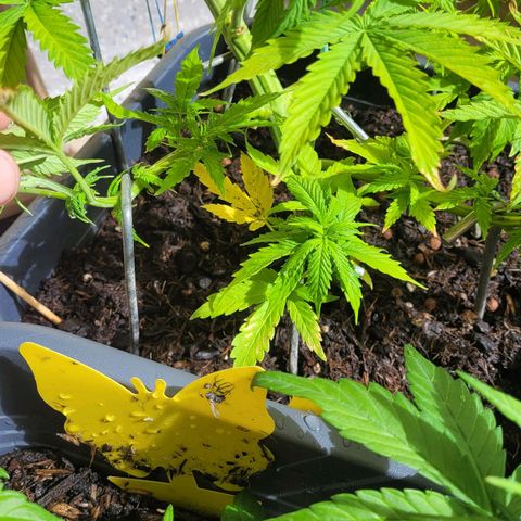 Royal Critical  growlog timeline photo