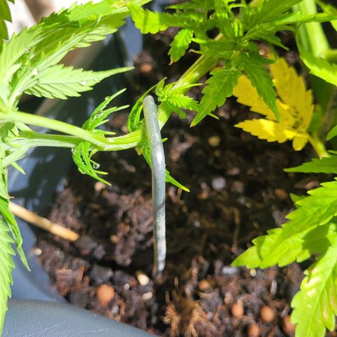 Royal Critical  growlog timeline photo