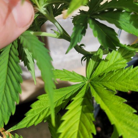Royal Critical  growlog timeline photo