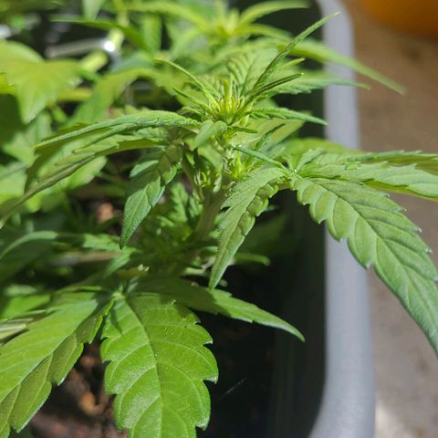 Amnesia Haze Auto 🚗  growlog timeline photo