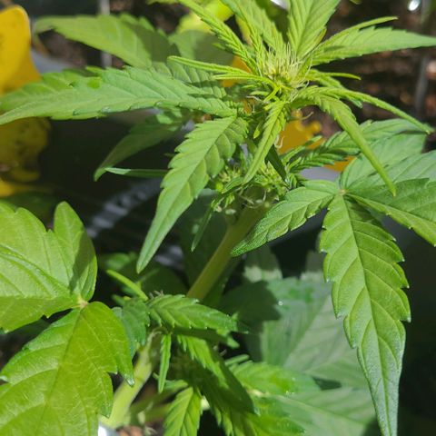 Amnesia Haze Auto 🚗  growlog timeline photo