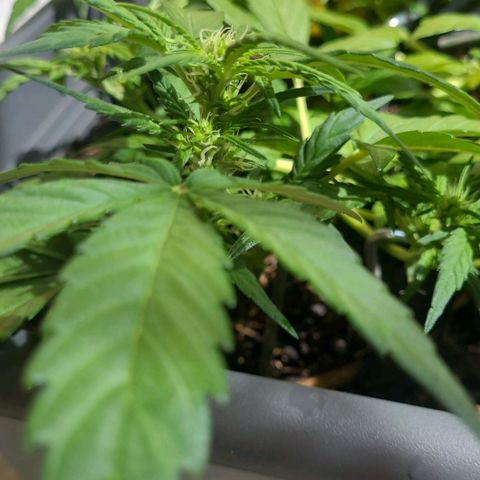 Amnesia Haze Auto 🚗  growlog timeline photo