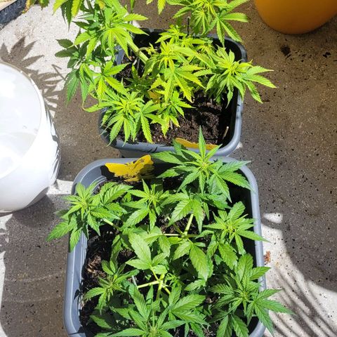 Amnesia Haze Auto 🚗  growlog timeline photo