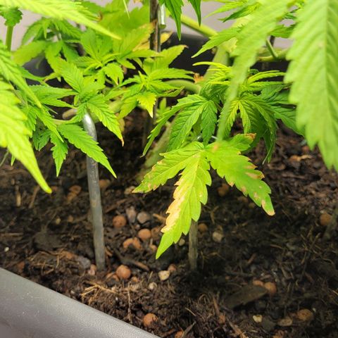 Royal Critical  growlog timeline photo
