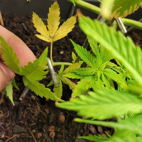 Royal Critical  growlog timeline photo