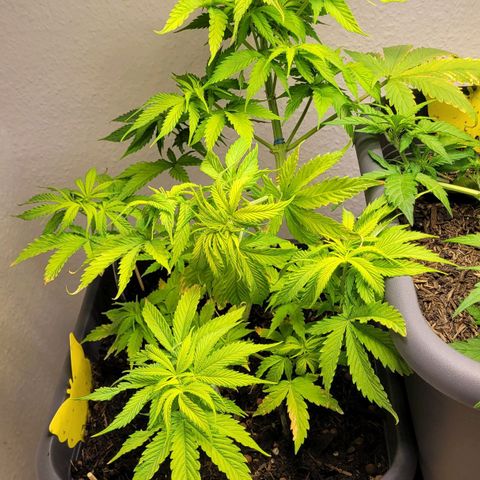 Royal Critical  growlog timeline photo