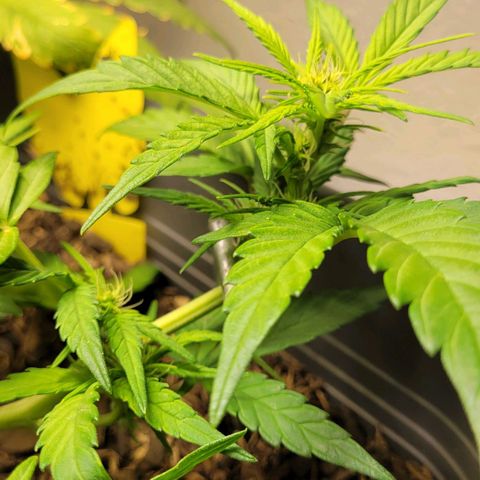Amnesia Haze Auto 🚗  growlog timeline photo