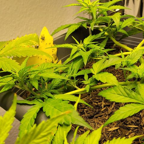 Amnesia Haze Auto 🚗  growlog timeline photo