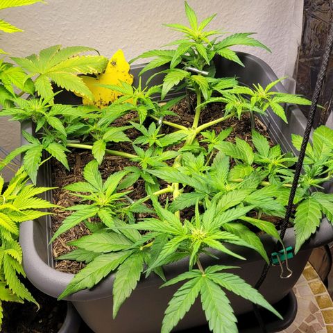 Amnesia Haze Auto 🚗  growlog timeline photo