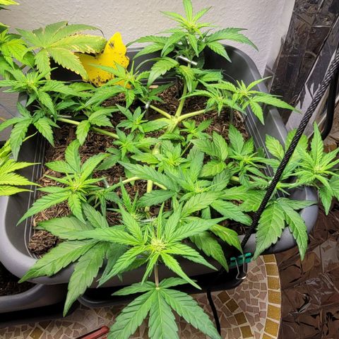 Amnesia Haze Auto 🚗  growlog timeline photo