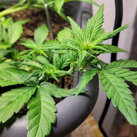 Amnesia Haze Auto 🚗  growlog timeline photo