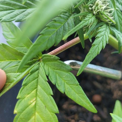 Amnesia Haze Auto 🚗  growlog timeline photo