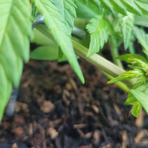 Amnesia Haze Auto 🚗  growlog timeline photo