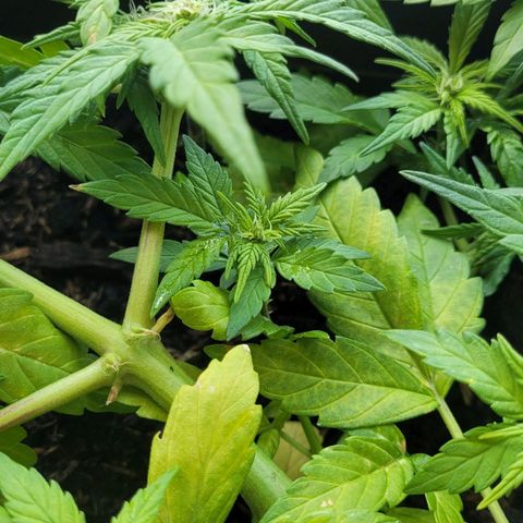 Amnesia Haze Auto 🚗  growlog timeline photo