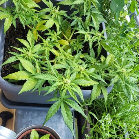 Amnesia Haze Auto 🚗  growlog timeline photo