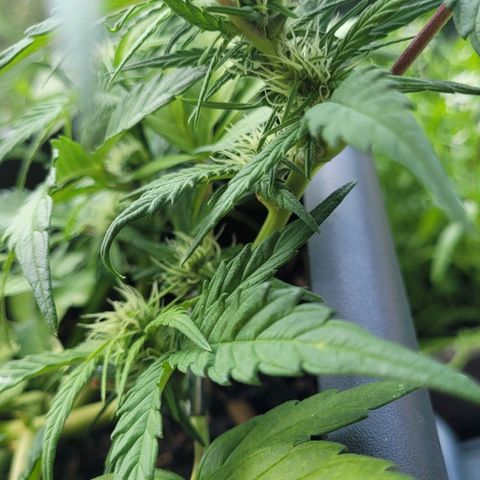 Amnesia Haze Auto 🚗  growlog timeline photo