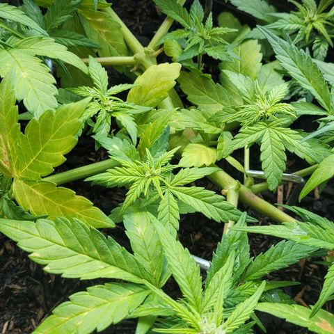 Amnesia Haze Auto 🚗  growlog timeline photo