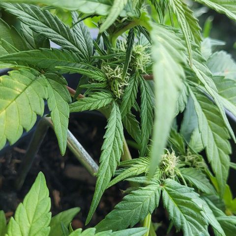 Amnesia Haze Auto 🚗  growlog timeline photo