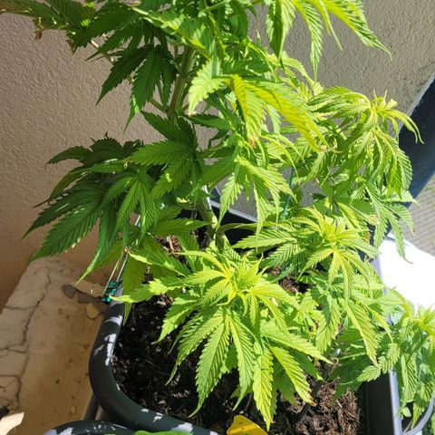Royal Critical  growlog timeline photo