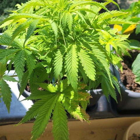 Royal Critical  growlog timeline photo