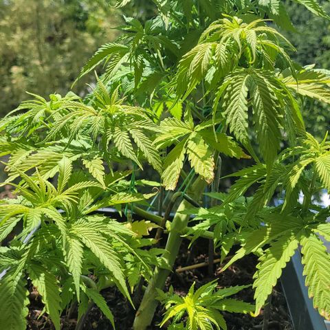 Royal Critical  growlog timeline photo