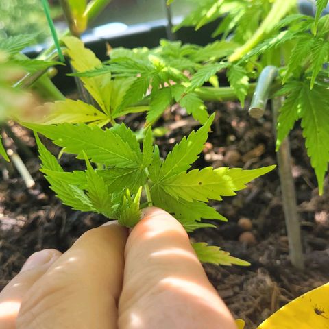 Royal Critical  growlog timeline photo