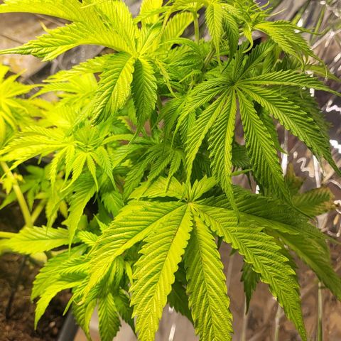 Royal Critical  growlog timeline photo