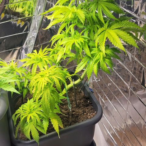Royal Critical  growlog timeline photo