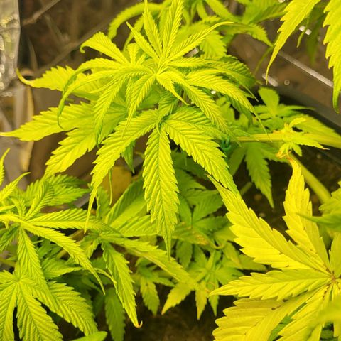 Royal Critical  growlog timeline photo