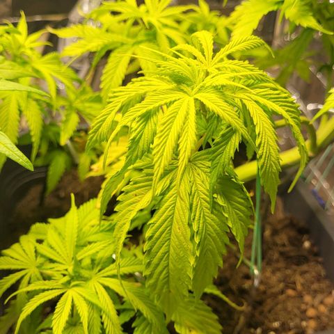Royal Critical  growlog timeline photo