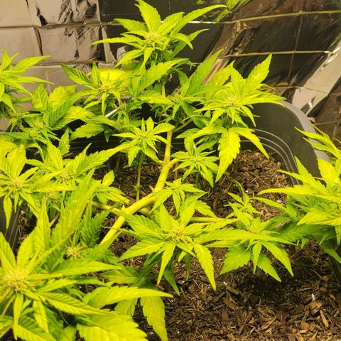 Amnesia Haze Auto 🚗  growlog timeline photo