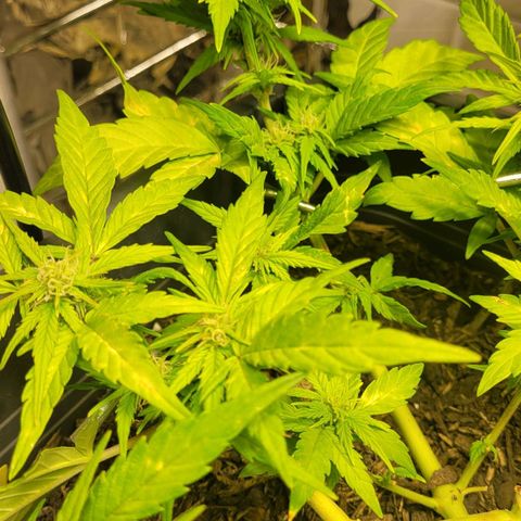 Amnesia Haze Auto 🚗  growlog timeline photo