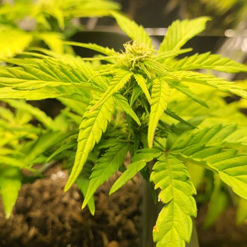 Amnesia Haze Auto 🚗  growlog timeline photo