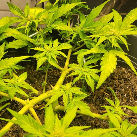 Amnesia Haze Auto 🚗  growlog timeline photo