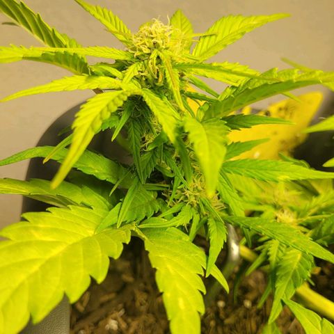 Amnesia Haze Auto 🚗  growlog timeline photo