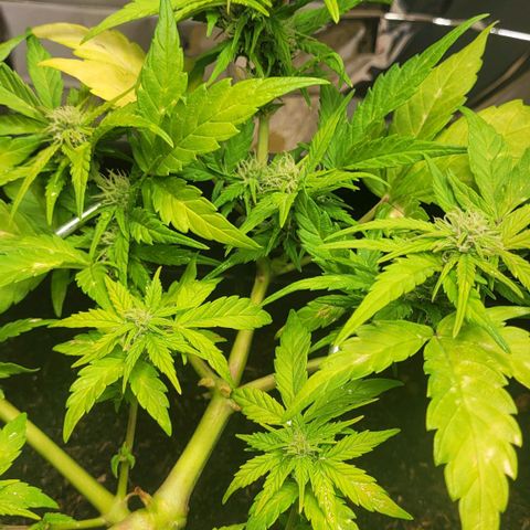 Amnesia Haze Auto 🚗  growlog timeline photo