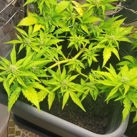 Amnesia Haze Auto 🚗  growlog timeline photo