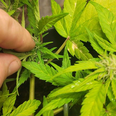 Amnesia Haze Auto 🚗  growlog timeline photo