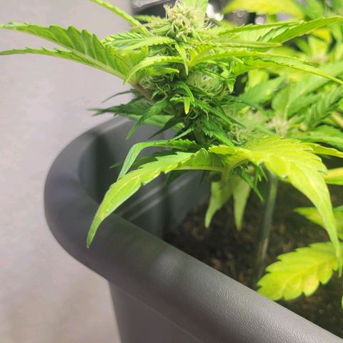 Amnesia Haze Auto 🚗  growlog timeline photo