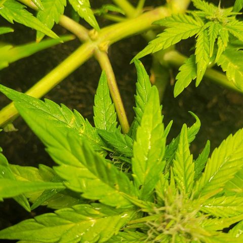 Amnesia Haze Auto 🚗  growlog timeline photo