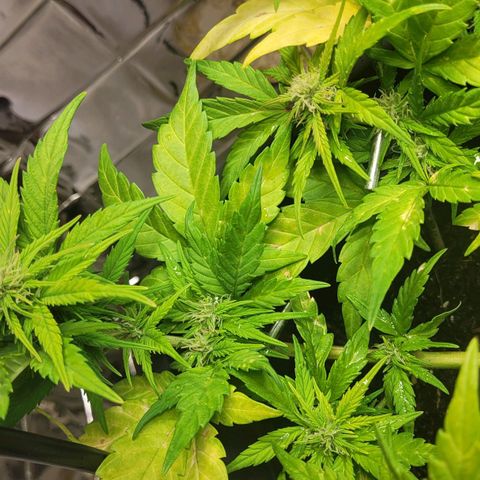 Amnesia Haze Auto 🚗  growlog timeline photo
