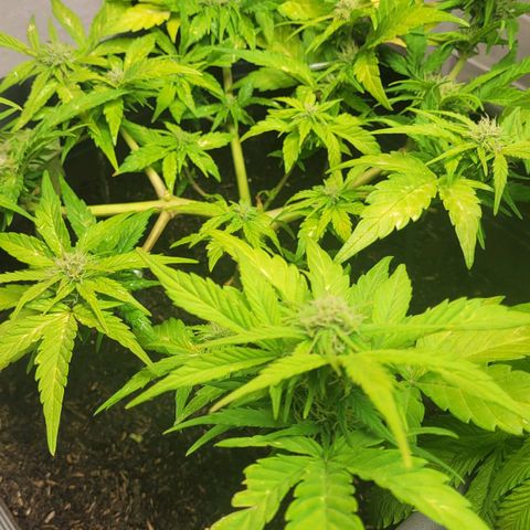 Amnesia Haze Auto 🚗  growlog timeline photo