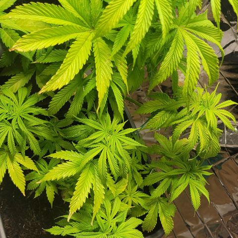 Royal Critical  growlog timeline photo