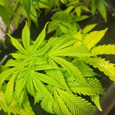 Royal Critical  growlog timeline photo