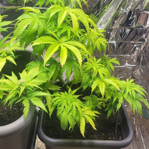 Royal Critical  growlog timeline photo