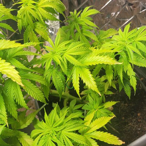 Royal Critical  growlog timeline photo