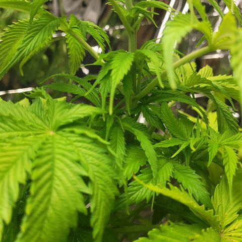 Royal Critical  growlog timeline photo