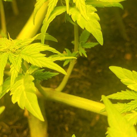 Amnesia Haze Auto 🚗  growlog timeline photo