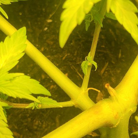 Amnesia Haze Auto 🚗  growlog timeline photo